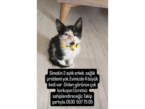 Çok uysal yavru kedimiz