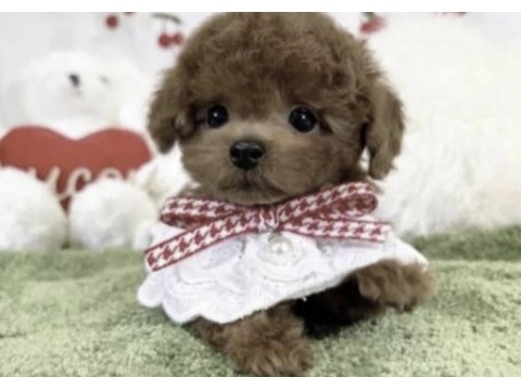 Toy poodle a kalite safkan kore