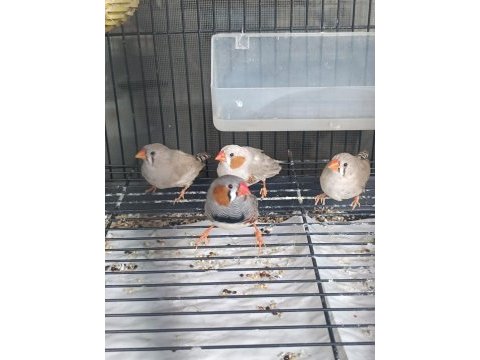 2 dişi ve 2 erkek kuşumuz