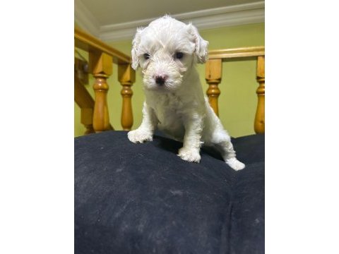Maltese beyaz köpeği