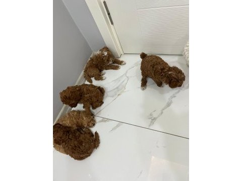 5 adet dişi erkek poodle
