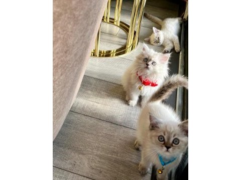 British shorthair bluepoint iki adet