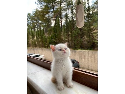 British shorthair red point