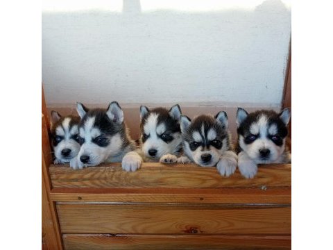 Maskeli mavi gözlü safkan husky yavrular