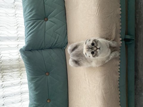 Scottish fold kızımıza iyi bakacak yuva arıyoruz