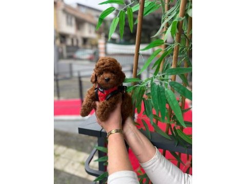 Premium görünümlü toy poodle yavrumuz
