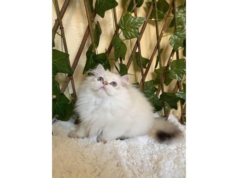 Mükemmel kondisyonda ny1133 şecereli british longhair