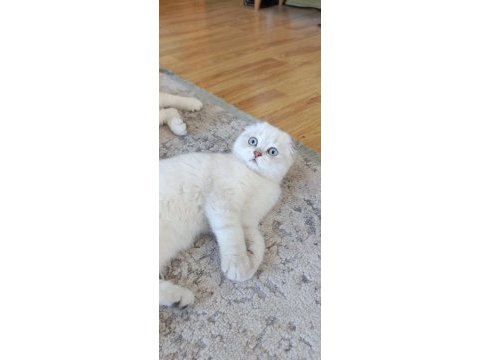 Bu güzel gözlü scottish fold prenses ailesini bekliyor
