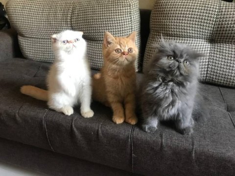 Scottish straight longhair erkek ve scottish fold shorthair
