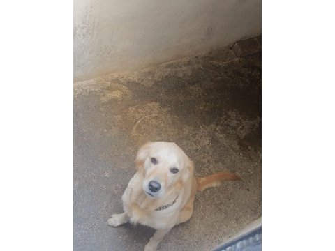 Acil yuva aranıyor !!! golden cinsi 3 yaşında dişi