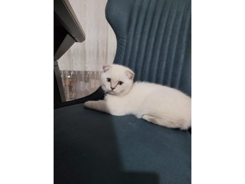 2.5 aylık erkek safkan scottish fold blue point