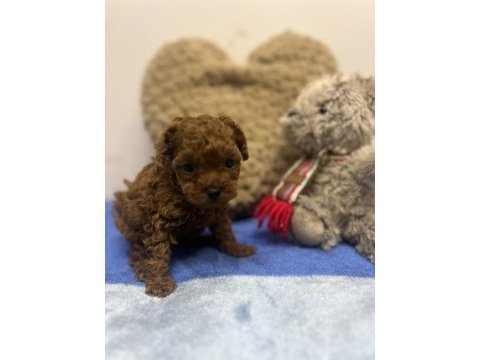 Red brown toy poodle yavrular