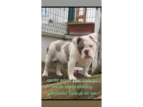 Türkiyenin ilk ve tek merle ingiliz bulldog yavruları