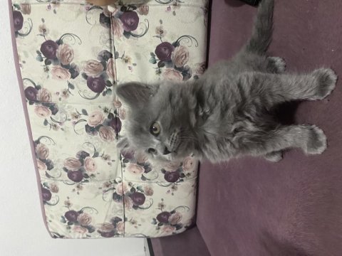 5 tatlı british shorthair yavru