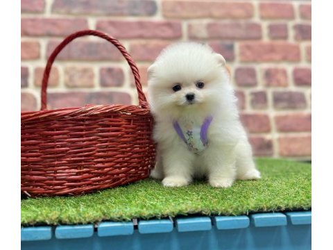 Mersinden pomeranian boo köpeğimiz