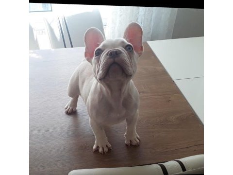 Üst düzey exotic french bulldog 4 aylık erkek
