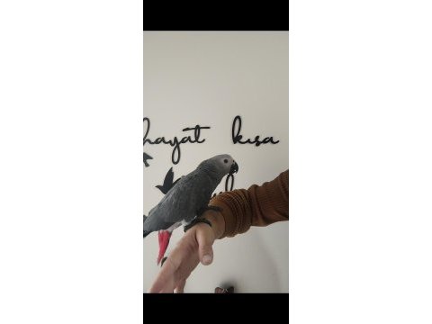 Full evcil papağan çeşitlerimiz sizleri evcilpet54