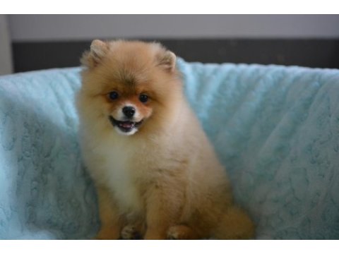 Bebekler bebeği pomeranian boo