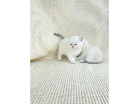 British shorthair kardeşler