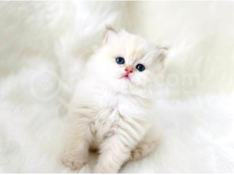 British longhair 2.5 aylık