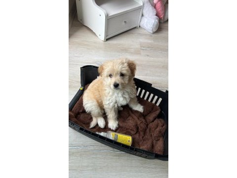 2 aylık yavru maltipoo sahiplendirme