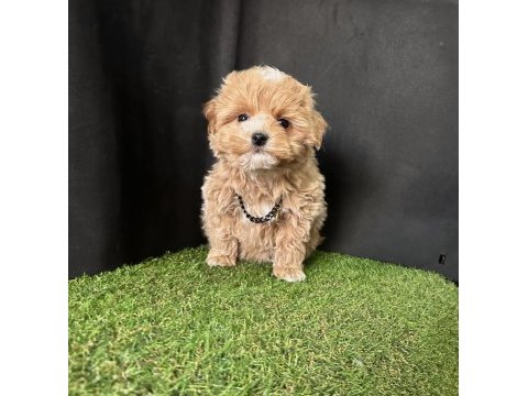 Maltipoo ruhsatlı çiftlikten garantili yavrular