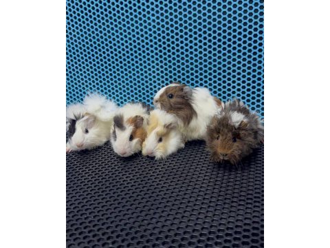 Ginepig yavrularımız gün içi gönderim sağlanmakta