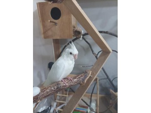 Albino kırmızı göz 2,5 aylık sultan papağanı