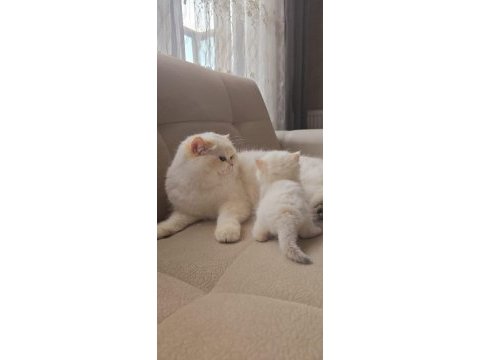 Medium longhair british kaliteli yavrular