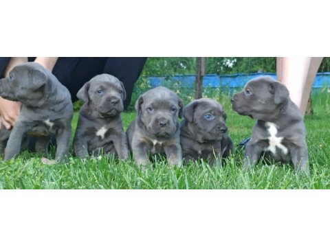 Cane corso yavruları mükemmel arayanlara