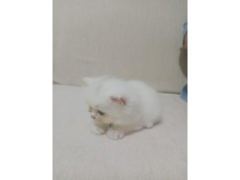 Birbirinden kaliteli british shorthair yavrular