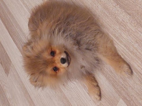 Erkek dişi pomeranian yavru