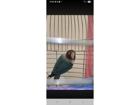Cennet papağanı erkek
