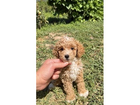 Mini boy erkek maltipoo