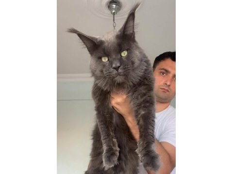 Xxxl yeni nesil şampiyonlar (polydactly ve standart)