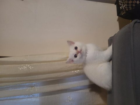 British golden kedimiz