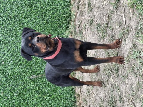 Genç dişi rottweiler