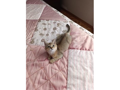 Golden british shorthair