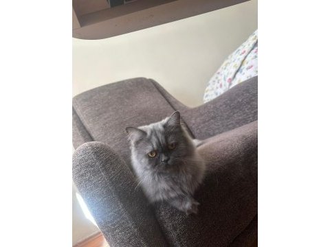 Dişi kedime eş arıyorum