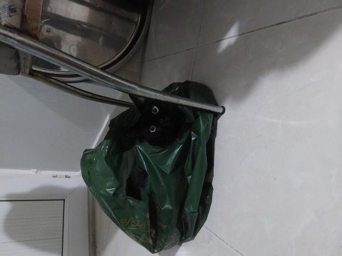 Siyah yetişkin 3 yaşında erkek kedimiz