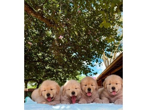 Golden retriever yavruları ıstanbul     