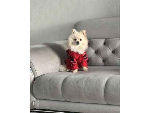 0 numara pomeranian dişi yetişkin