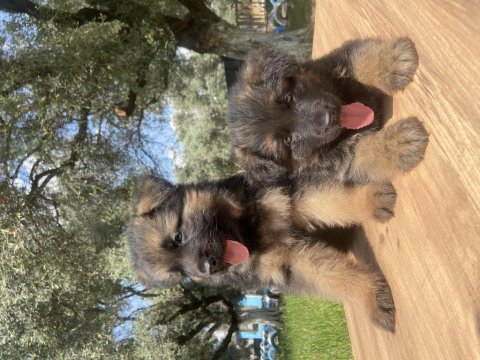 Üst düzey alman çoban köpeği yavrular