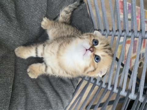 Black golden tabby scottish fold