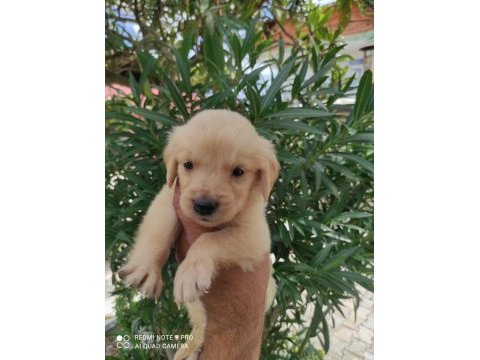 Apartman hayatına alışkın maltipoo yavrularımız