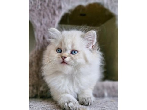 2 ay erkek british longhair lynx point