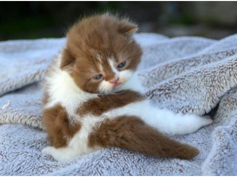Scottish fold yavrularımız evinizin neşesi olacaktır