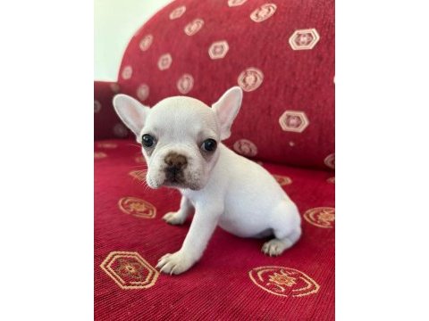 Sağlıklı ırk garantili french bulldog yavrular