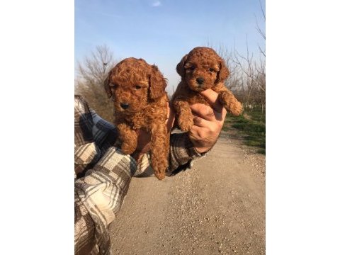Tatlı toy poodle yavruları
