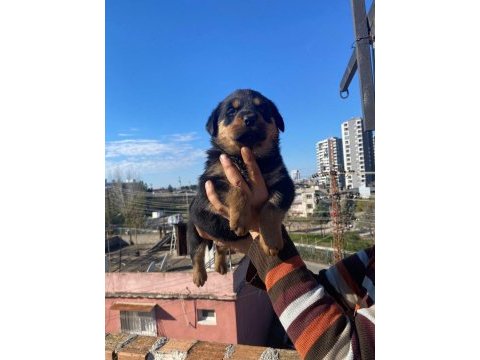 Koca kafa macar rottweiler